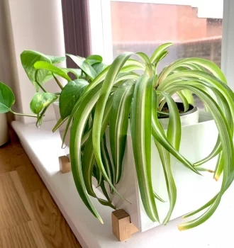 Iata cele mai potrivite plante pentru apartament