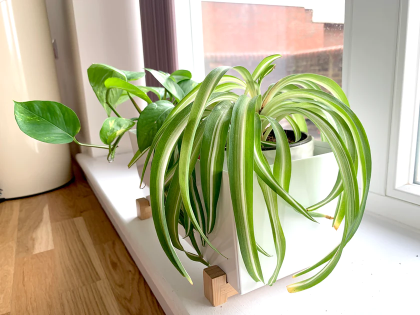 Iata cele mai potrivite plante pentru apartament