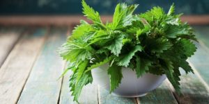 Cat de benefic este consumul de urzici